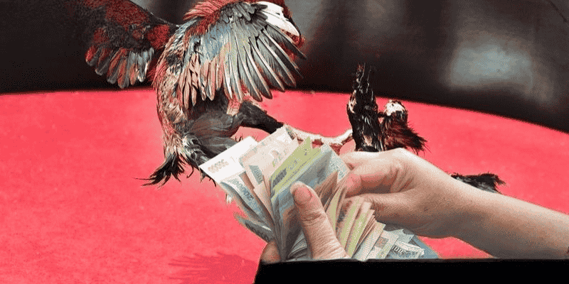Bí quyết giúp bạn thắng lớn khi chơi cá cược đá gà