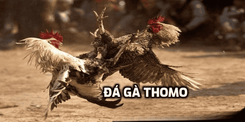 Những điều quan trọng cần nắm khi chơi đá gà Thomo online